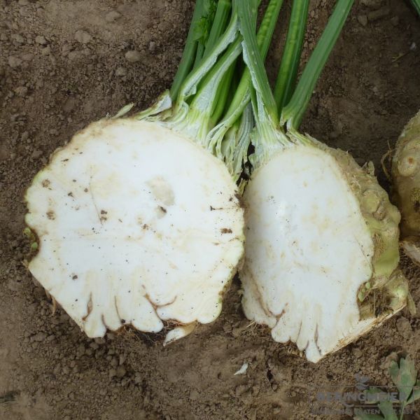 Knollensellerie Prinz - Pillensaatgut