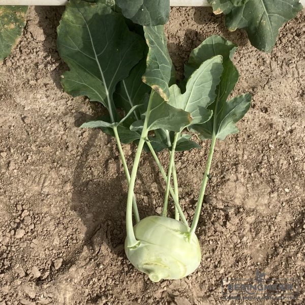 Kohlrabi Lech F1 - Bio