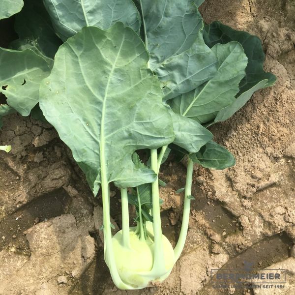 Kohlrabi Verano F1 Bio