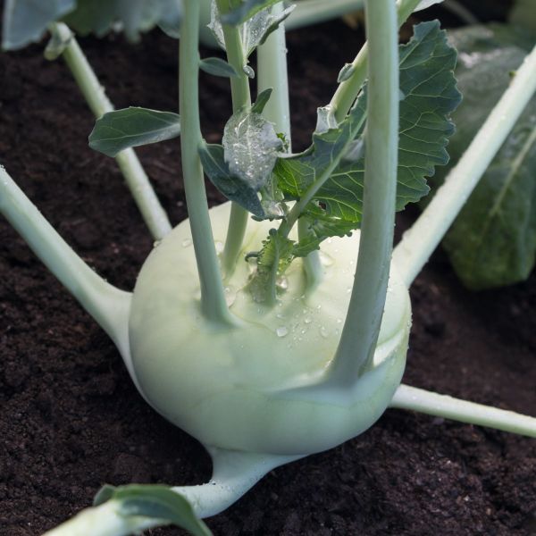 Kohlrabi Korist F1 - Foto bejo Samen GmbH