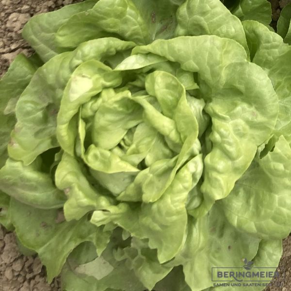 Grüner Kopfsalat Aferdita