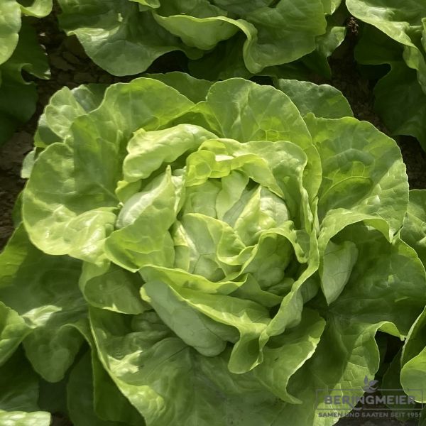 Grüner Kopfsalat Angelique  - Bio