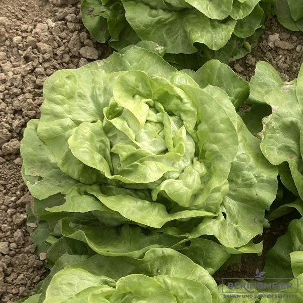 Grüner Kopfsalat / Treibkopfsalat Larissa