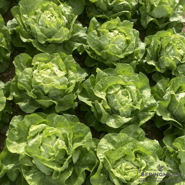 Grüner Kopfsalat Yoselin