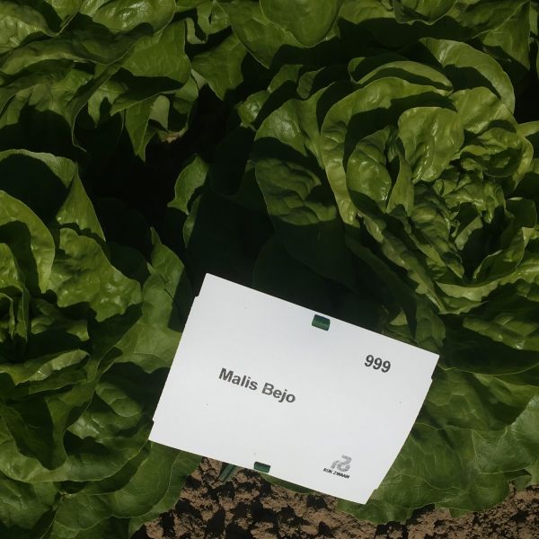 Grüner Kopfsalat Malis - Bio