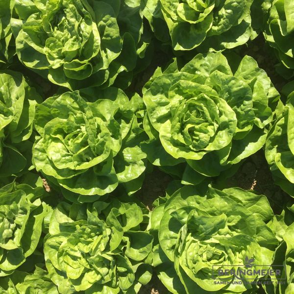 Grüner Kopfsalat Malis - Bio