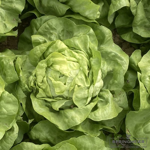 Grüner Kopfsalat Treibkopfsalat Rivalda - Bio