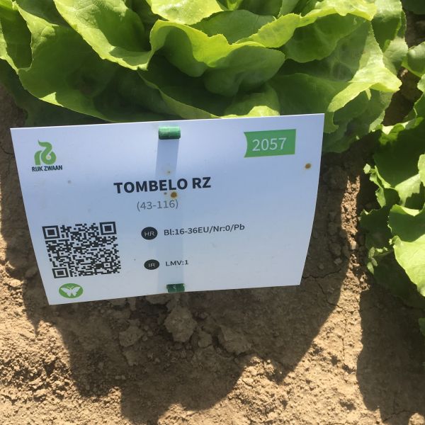 Grüner Kopfsalat Tombelo - Bio