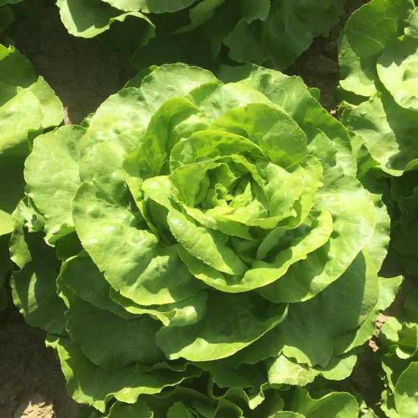 Grüner Kopfsalat Abelina