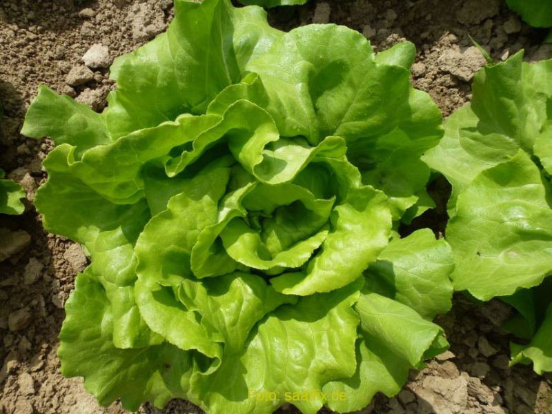 kopfsalat gruener freiland