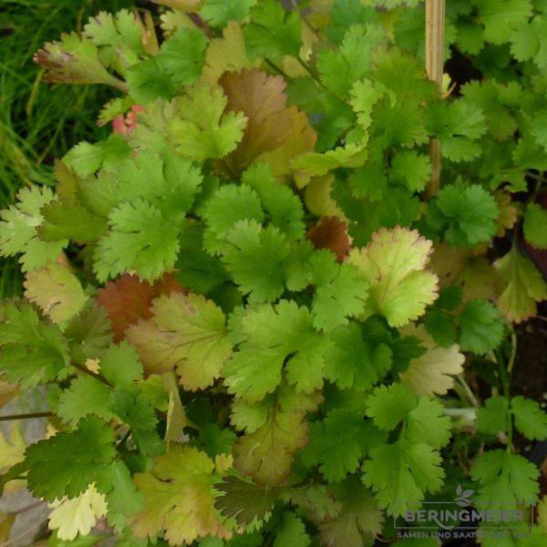 Koriander Rumba - ungebeizt