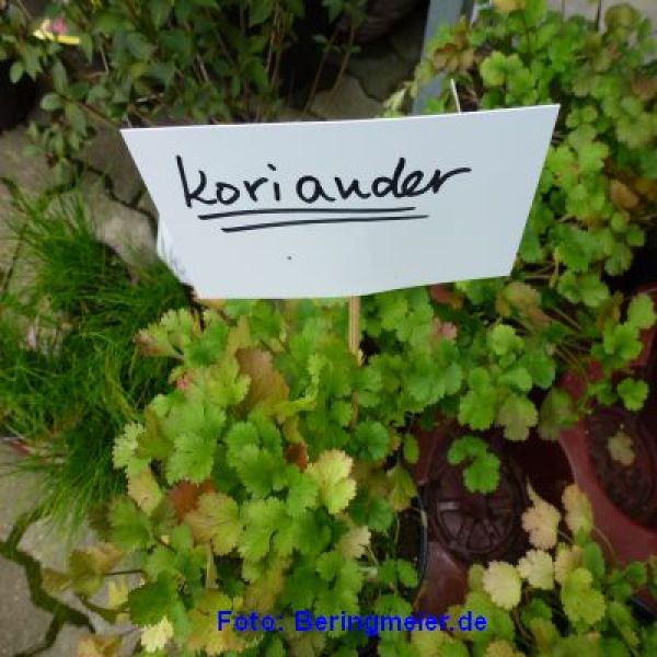 Koriander Marino