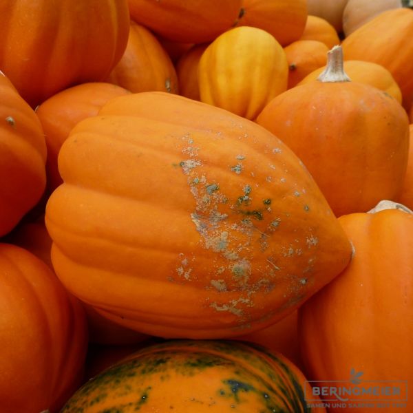Kürbis Acorn Mix