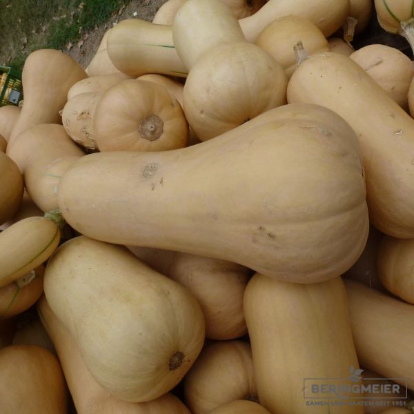 Butternut Kürbis Pilgrim - Bio