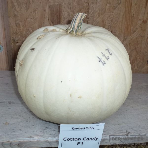 Kürbis Cotton Candy F1
