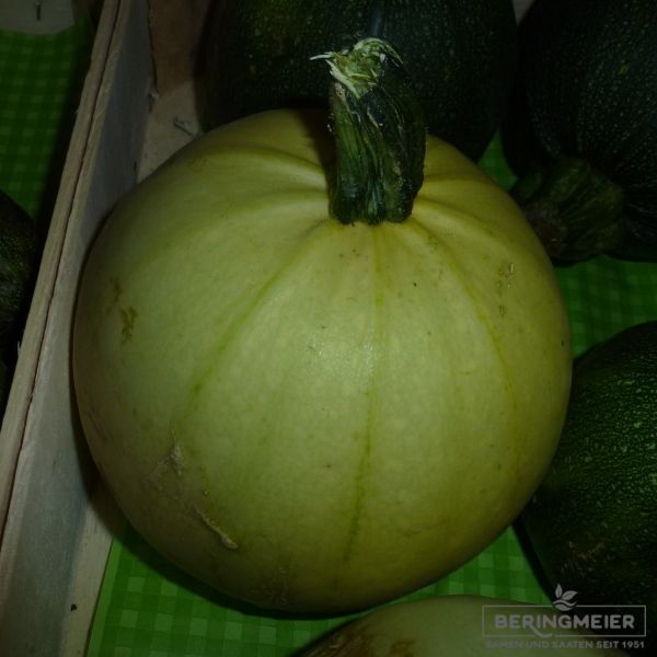 Kürbis / Zucchini Cue Ball F1