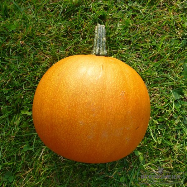 Kürbis Kleine Orange