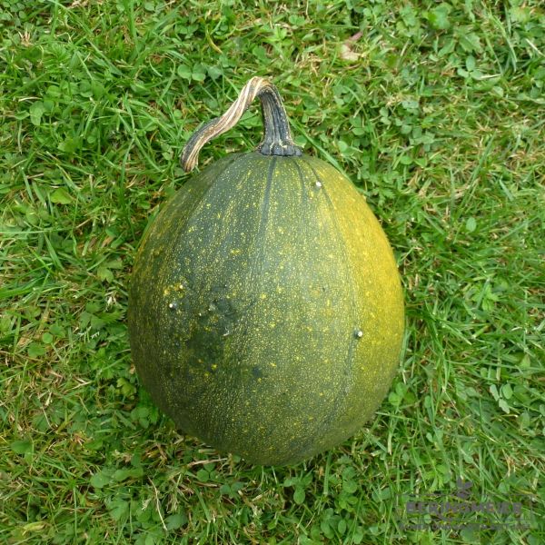 Ölkürbis