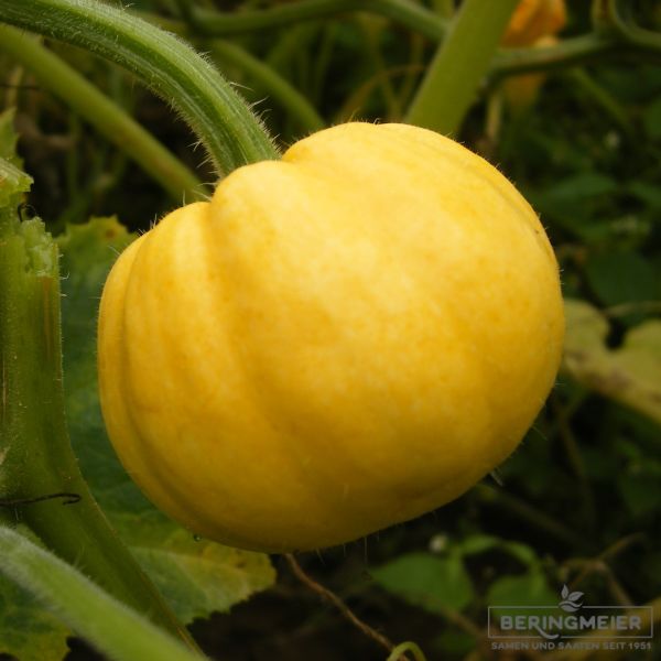 Kürbis Pomme d'Or - Bio