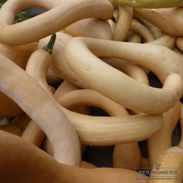 Kürbis Snake