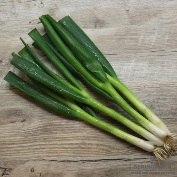 Sä-Zwiebel Lauchzwiebel Bunching Star