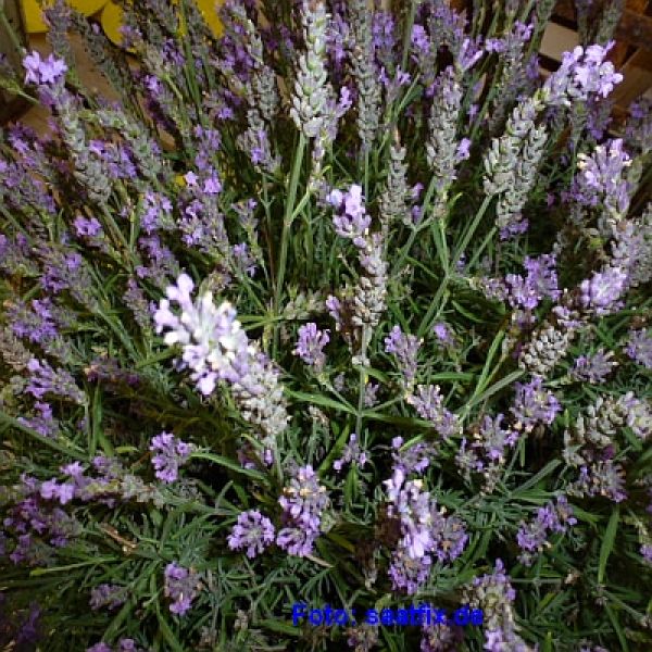 Echter Lavendel (Lavandula angustifolia Mill.)