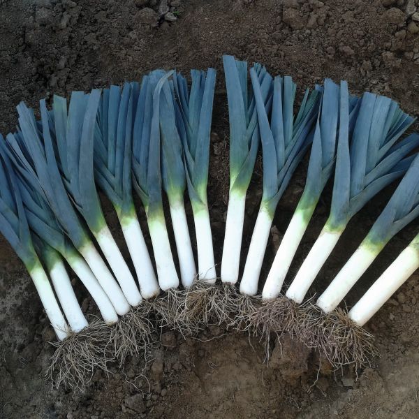 Porree Climber F1 - Foto bejo Samen GmbH