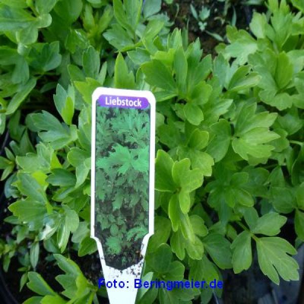 Liebstock Maggikraut Bio