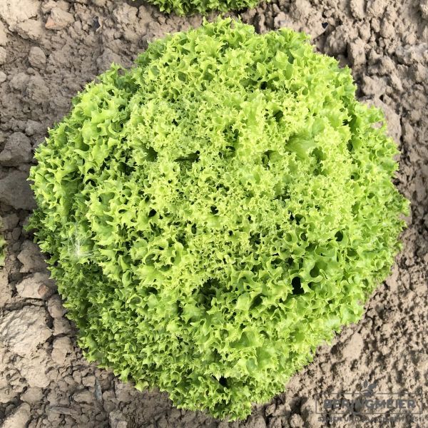 Lollo bionda Brietta E01L.30441 - Bio