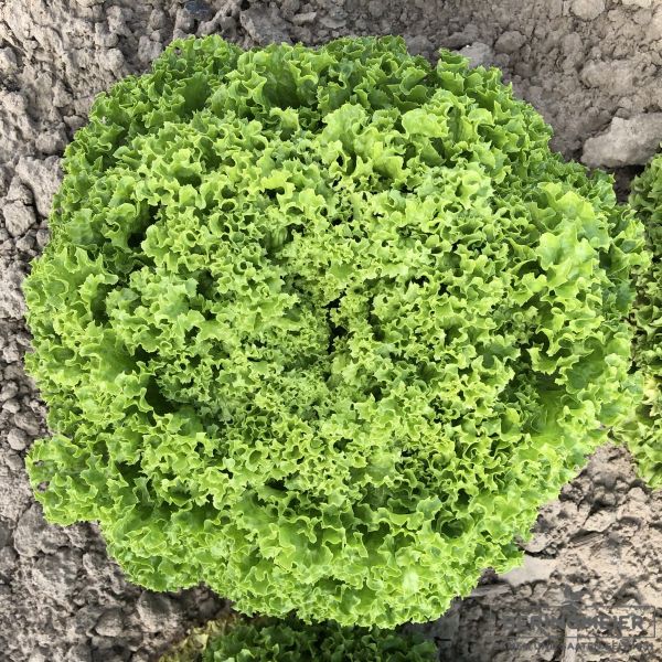 Lollo bionda Limeira RZ - Bio