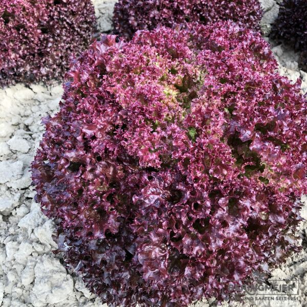 Pflücksalat Lollo Rossa Cavernet - ungebeizt