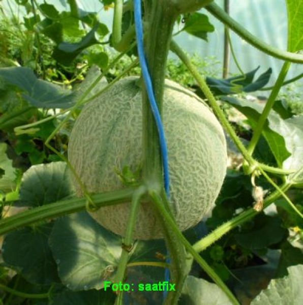 Melone Artemis F1 Bio