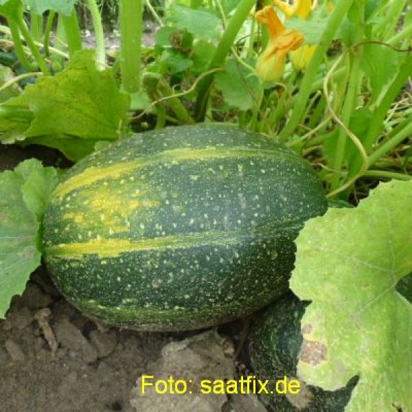 Ölkürbis