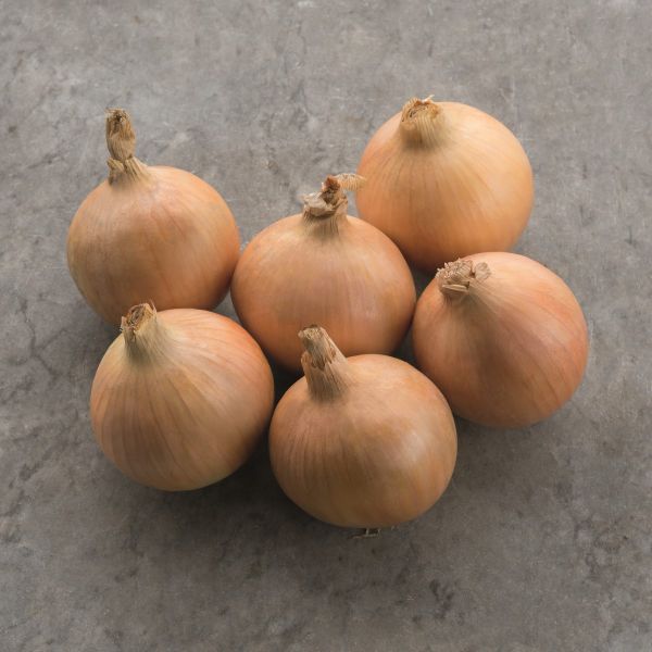 Sä-Zwiebel Hygate F1 - Foto bejo Samen GmbH