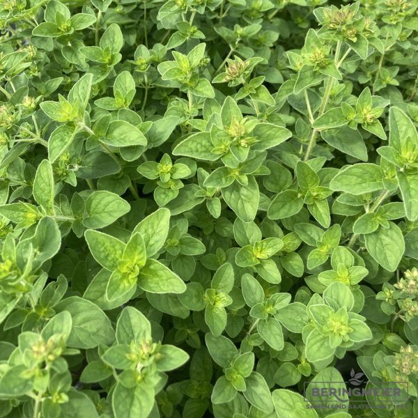 Oregano/Dost