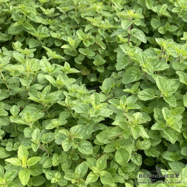 Griechischer Oregano - Bio