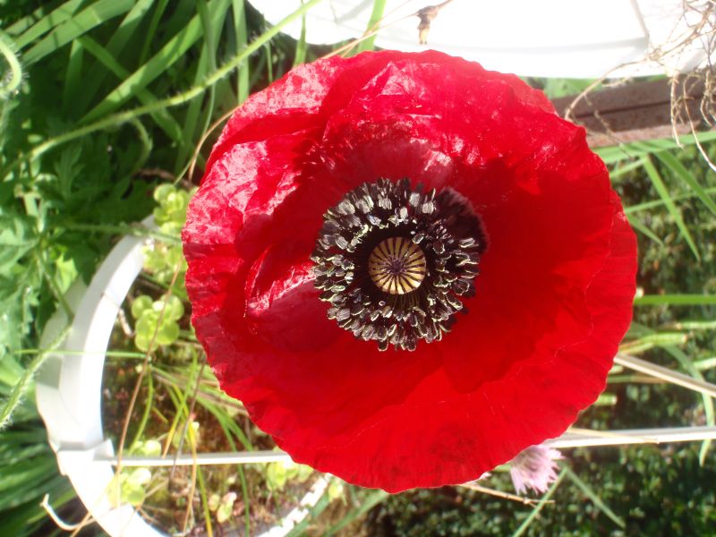 Papaver orientale Allegro - ungebeizt