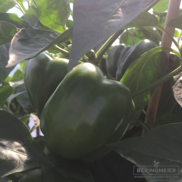 Paprika Bendigo F1 Bio