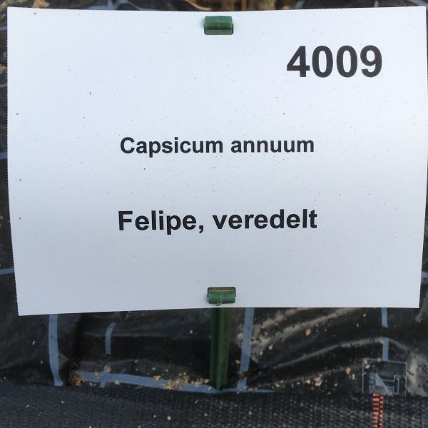 Paprika Felipe