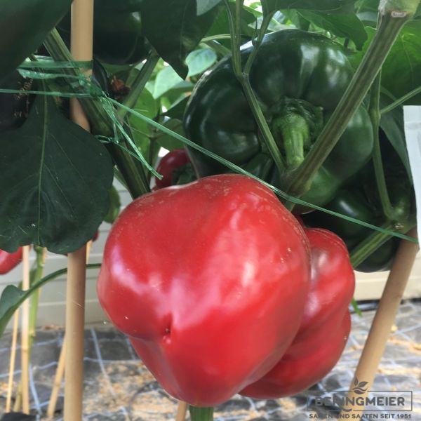 Paprika Felipe F1 - ungebeizt