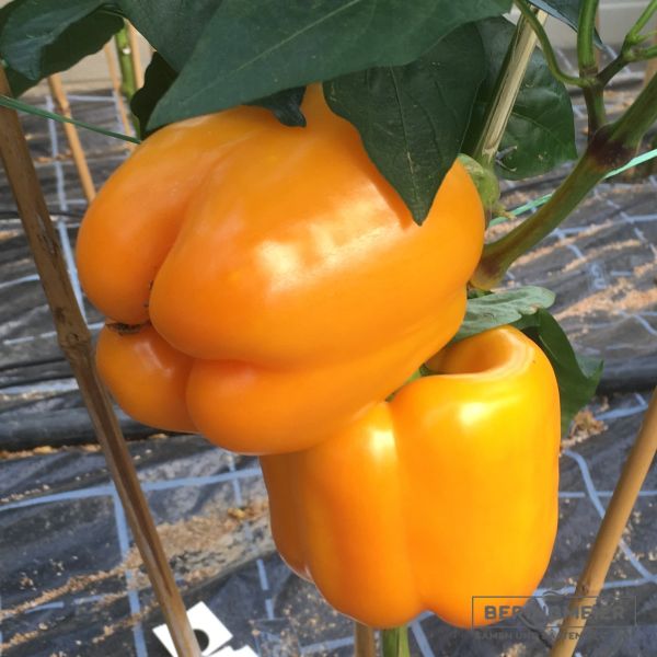 Paprika Fiesta F1 Bio