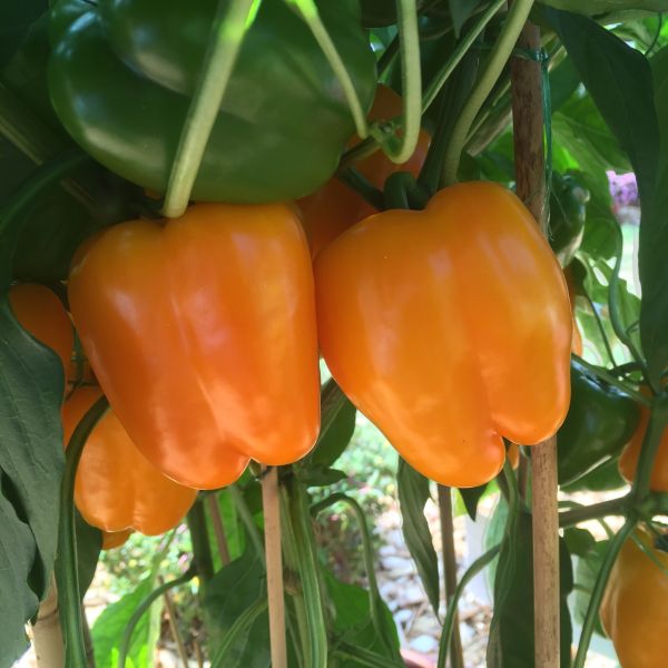 Paprika Agostini F1 - Bio-Saatgut