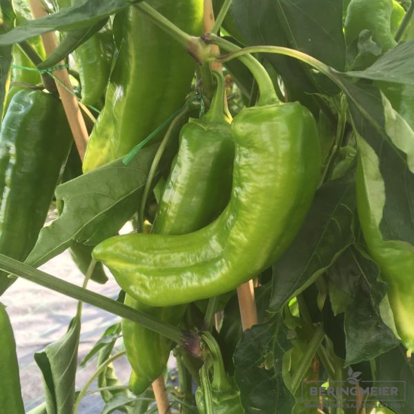 Paprika Kyra F1 - süßer Spitzpaprika mit grüner Fruchtreife