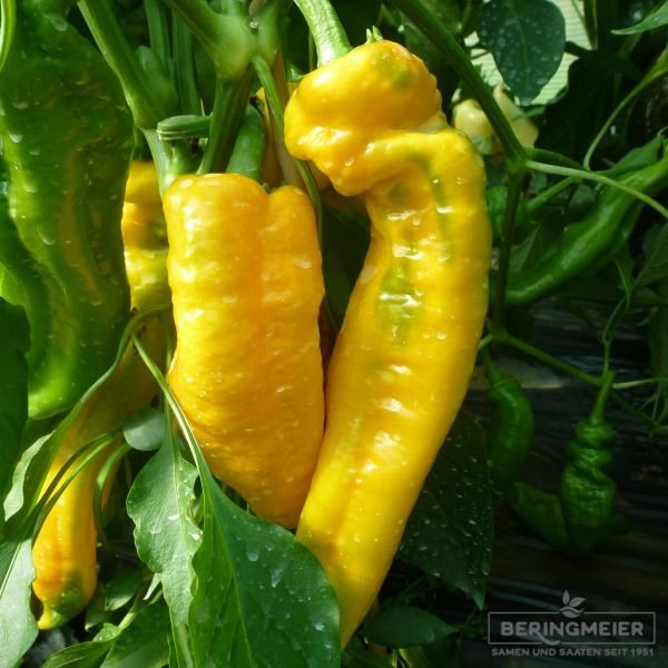 Paprika Palermo Yosemite F1 - ungebeizt
