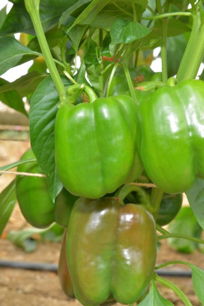 Paprika Hulk Foto Sakata