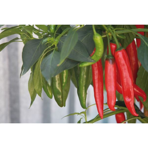 Peperoni de Cayenne - Bio