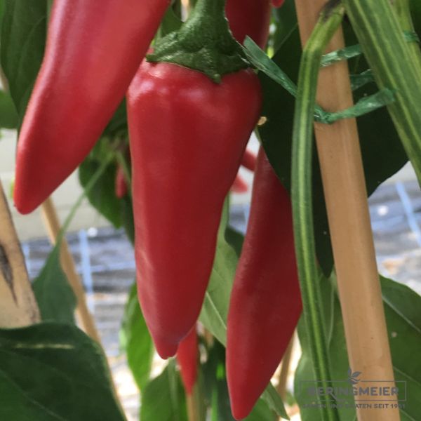 Peperoni Gorria - Bio