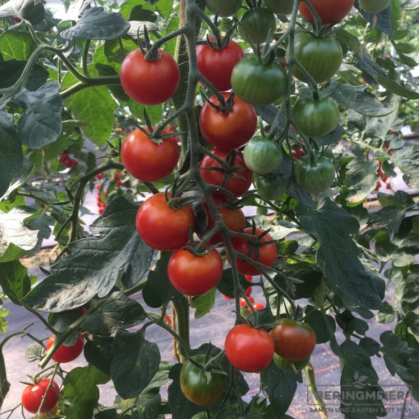 Cherrytomate Perlati  F1 Bio