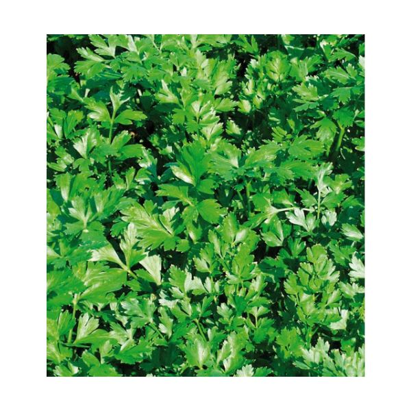 Petersilie Laura - ungebeizt