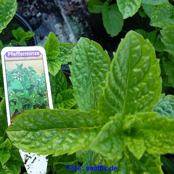 Minze spicata grüne - ungebeizt